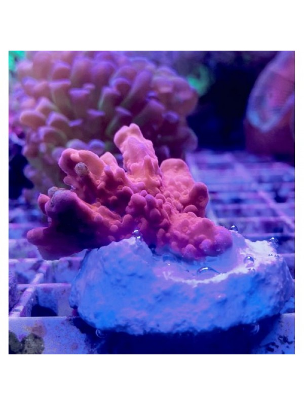 Montipora Setosa Монтипора Сетоза