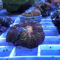 Acanthastrea maxima (Акантастрея максима)