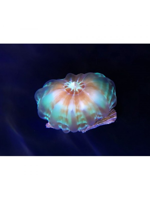 Cynarina sp. (цинарину) S