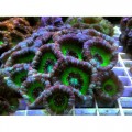 Acanthastrea lordhowensis Акантастрея Лорді