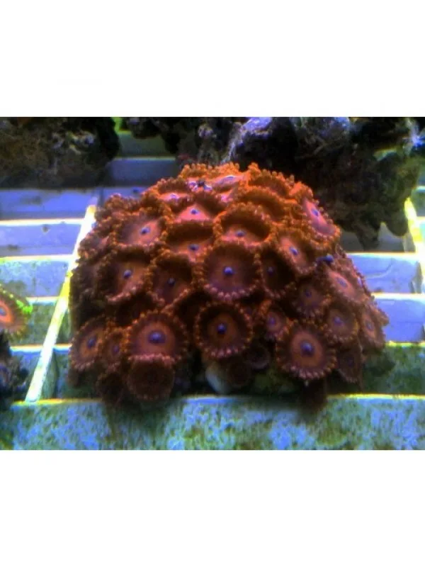 Zoanthus spp Зоантусы
