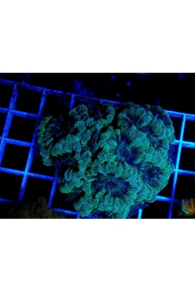 Acanthastrea lordhowensis Акантастрея Лорди