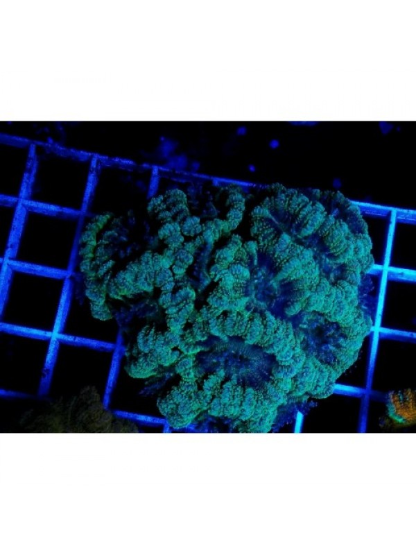 Acanthastrea lordhowensis Акантастрея Лорди