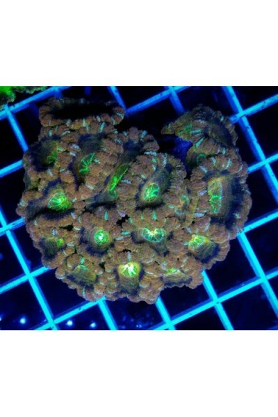Acanthastrea lordhowensis Акантастрея Лорди