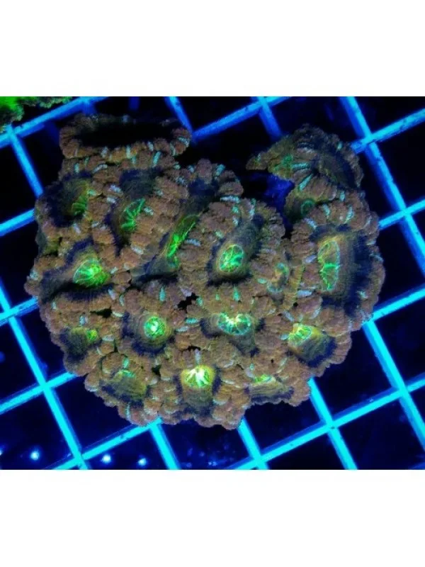 Acanthastrea lordhowensis Акантастрея Лорді