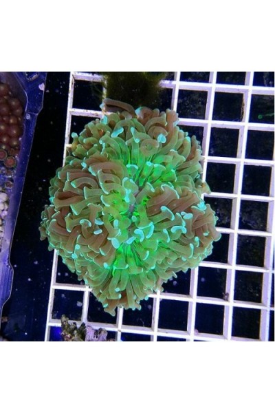 Euphyllia paraancora -Эуфиллия параанкора