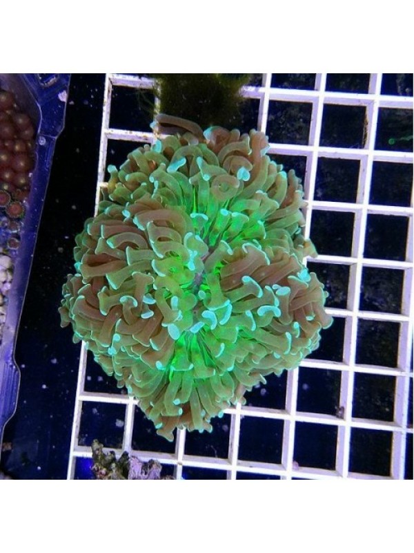 Euphyllia paraancora -Эуфиллия параанкора