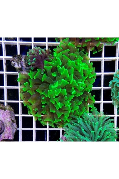 Euphyllia paraancora -Эуфиллия параанкора