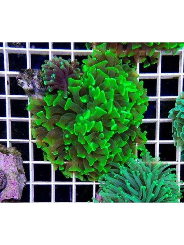 Euphyllia paraancora -Эуфиллия параанкора