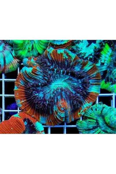 Trachyphyllia geoffroyi Трахифилия