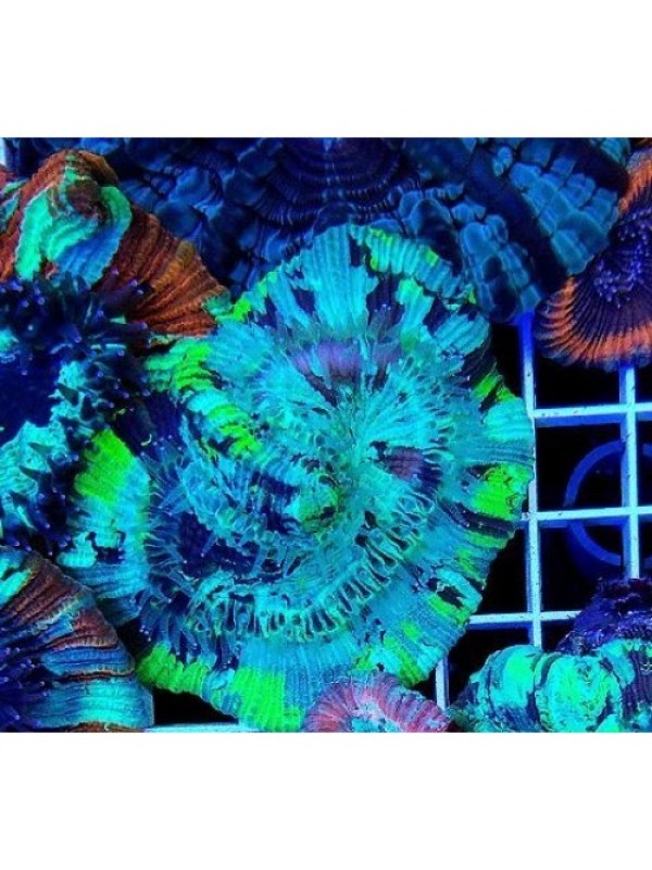 Trachyphyllia geoffroyi Трахифилия