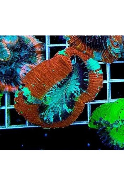 Trachyphyllia geoffroyi Трахифилия