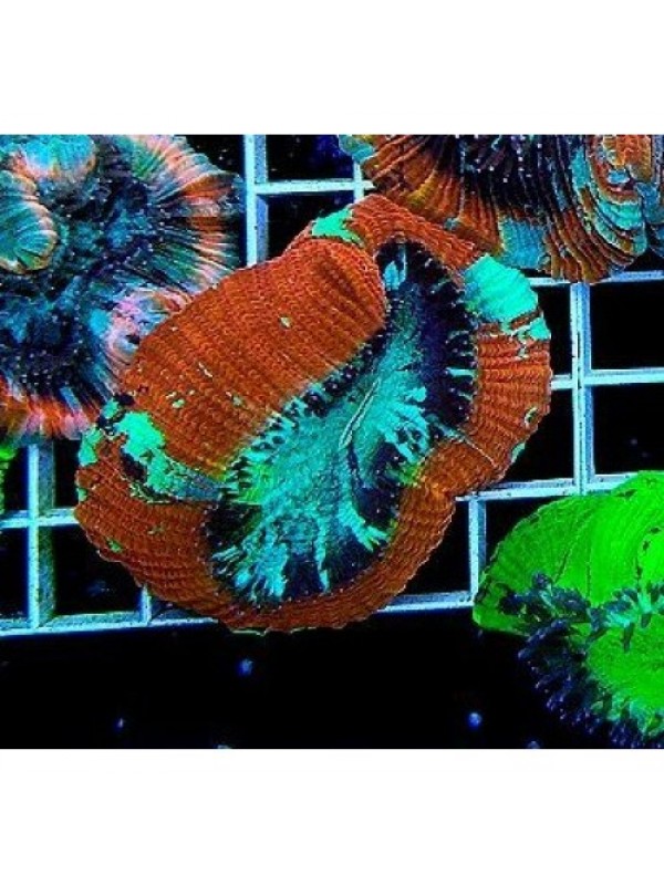 Trachyphyllia geoffroyi Трахифилия