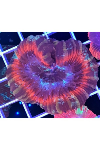 Trachyphyllia geoffroyi Трахіфілія мультиколор