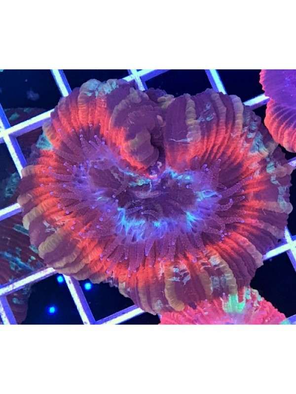 Trachyphyllia geoffroyi Трахифилия мультиколор