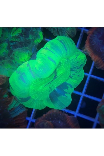 Trachyphyllia geoffroyi Трахіфілія