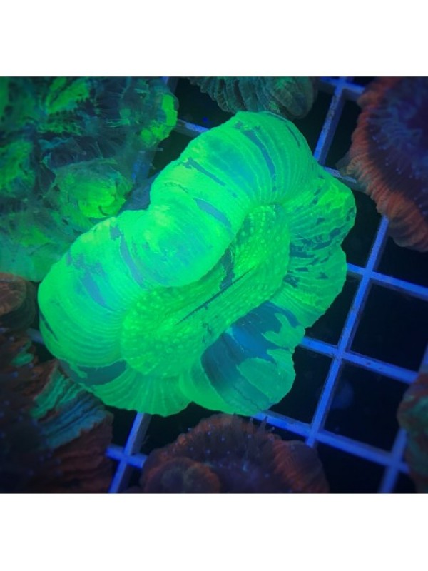 Trachyphyllia geoffroyi Трахифилия