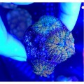 Rhodactis Родактис мультиколор 1 голова