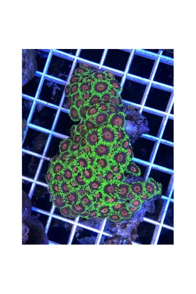 Zoanthus spp Зоантусы