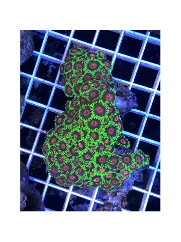 Zoanthus spp Зоантусы