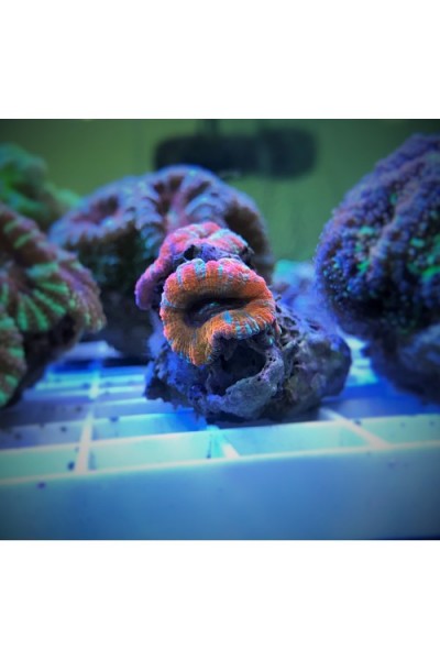 Acanthastrea lordhowensis Акантастрея Лорди