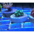 Zoanthus sp Зоантуси