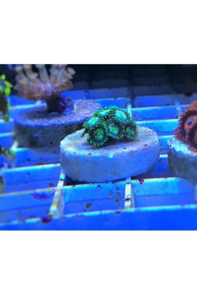 Zoanthus Зоантусы