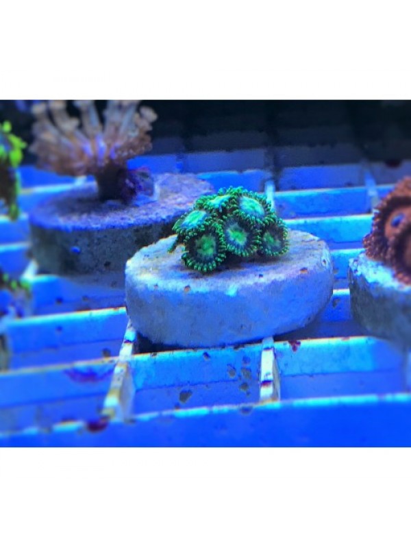 Zoanthus sp Зоантуси