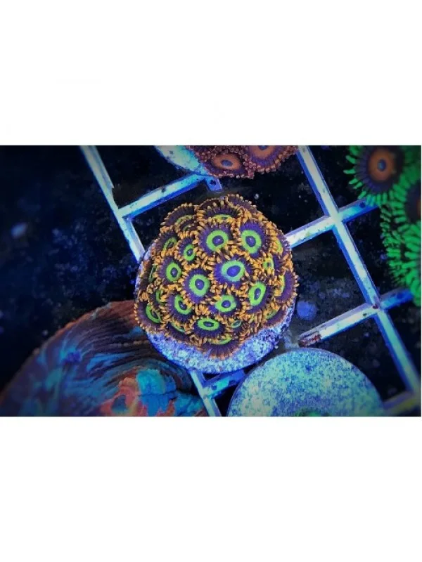 Zoanthus froot loops Зоантусы