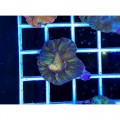 Acanthastrea maxima (Акантастрея максима)