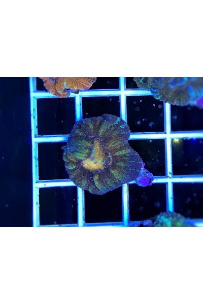 Acanthastrea maxima (Акантастрея максима)