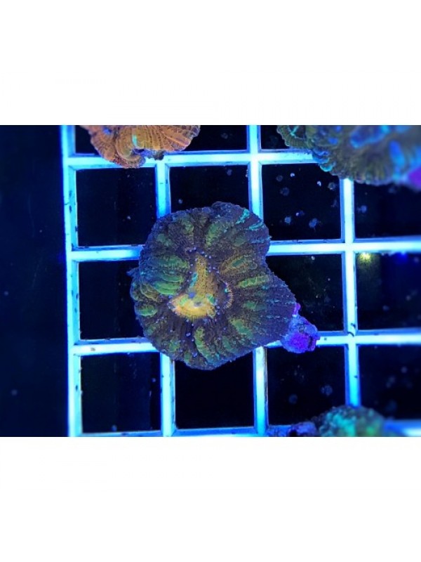 Acanthastrea maxima (Акантастрея максима)