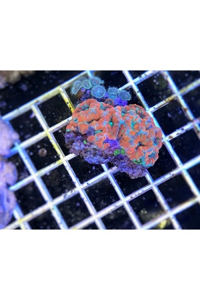 Acanthastrea lordhowensis Акантастрея Лорди