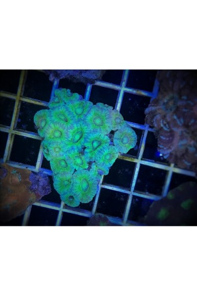 Acanthastrea lordhowensis Акантастрея Лорди
