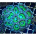 Acanthastrea lordhowensis Акантастрея Лорді