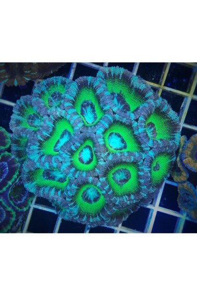 Acanthastrea lordhowensis Акантастрея Лорді