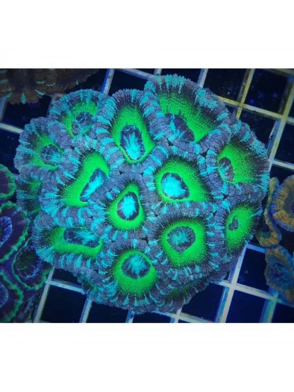 Acanthastrea lordhowensis Акантастрея Лорді