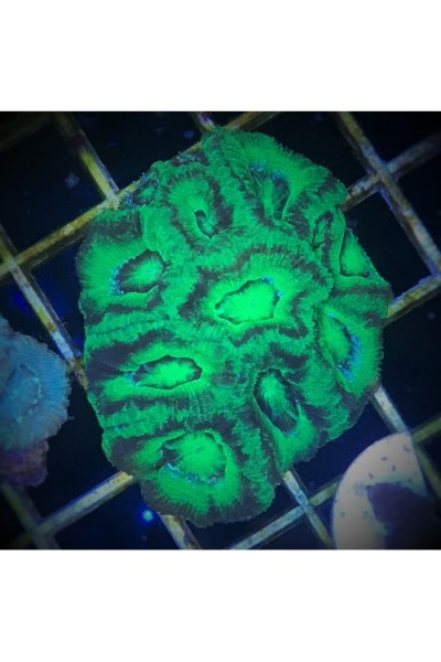 Acanthastrea lordhowensis Акантастрея Лорди