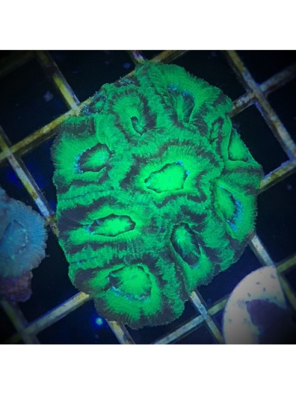 Acanthastrea lordhowensis Акантастрея Лорді