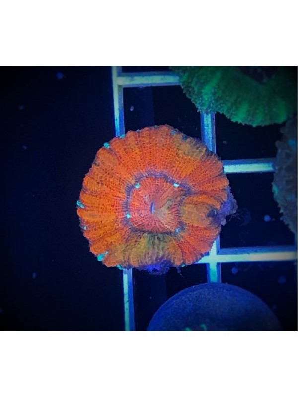 Acanthastrea maxima (Акантастрея максима)