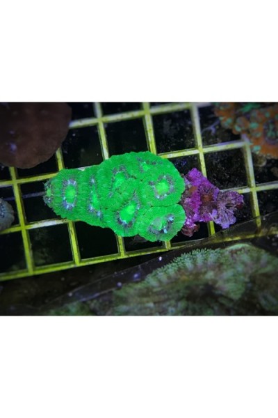 Acanthastrea lordhowensis Акантастрея Лорди