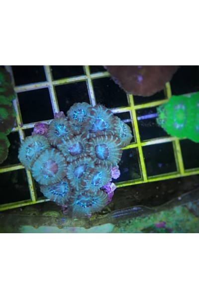 Acanthastrea lordhowensis Акантастрея Лорди