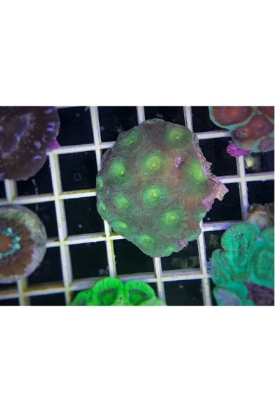 Acanthastrea echinata - Акантастрея эхината