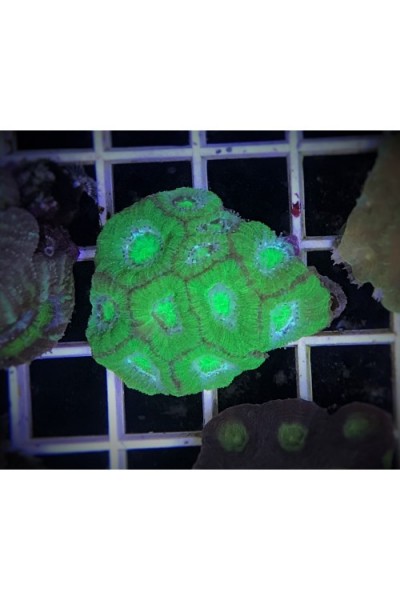 Acanthastrea lordhowensis Акантастрея Лорди