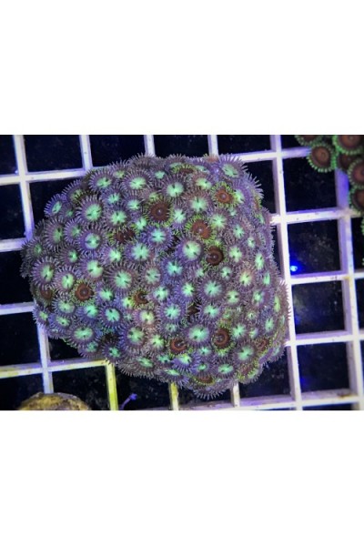 Zoanthus spp Зоантусы