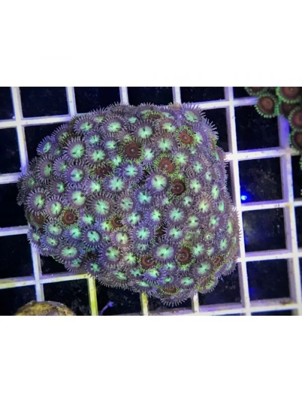 Zoanthus spp Зоантуси