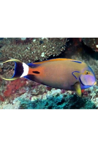 Acanthurus fowleri Хирург черноспинный