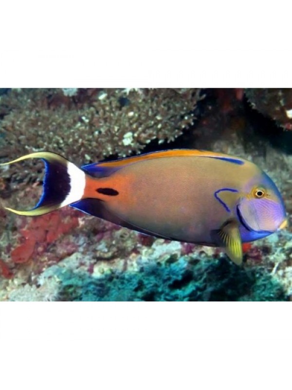 Acanthurus fowleri Хирург черноспинный