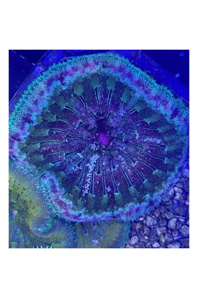 Stichodactyla tapetum Анемон ковровый