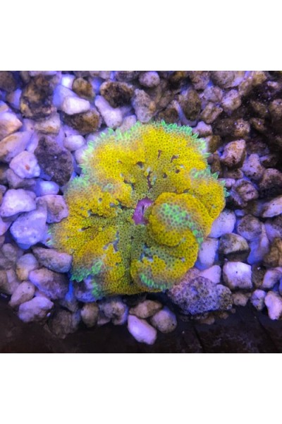 Stichodactyla tapetum Анемон килимовий